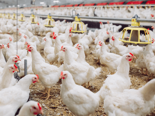 ​CONVENTIONAL FACTORY CHICKENS