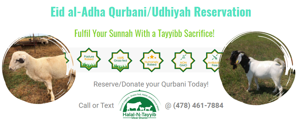 Qurbani / Udhiyah - HALAL-N-TAYYIB MEATS