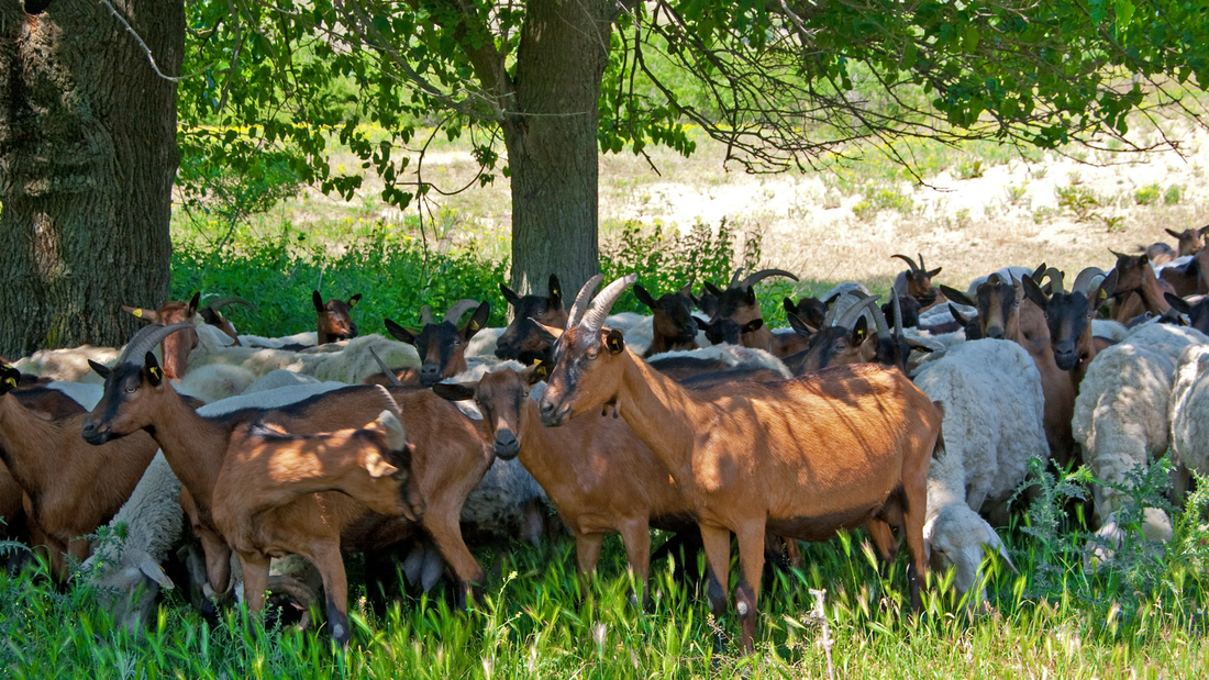 Halal Pastured Sheep and Goats